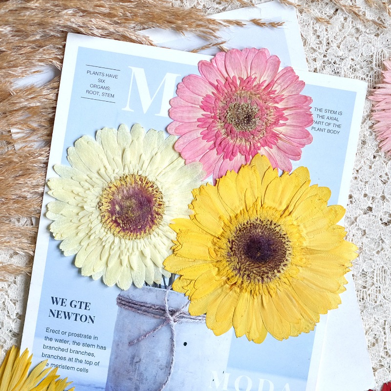 1pcs/7-9cm,Pressed Gerbera Dri - огляд і ціна Resin Craft Ideas