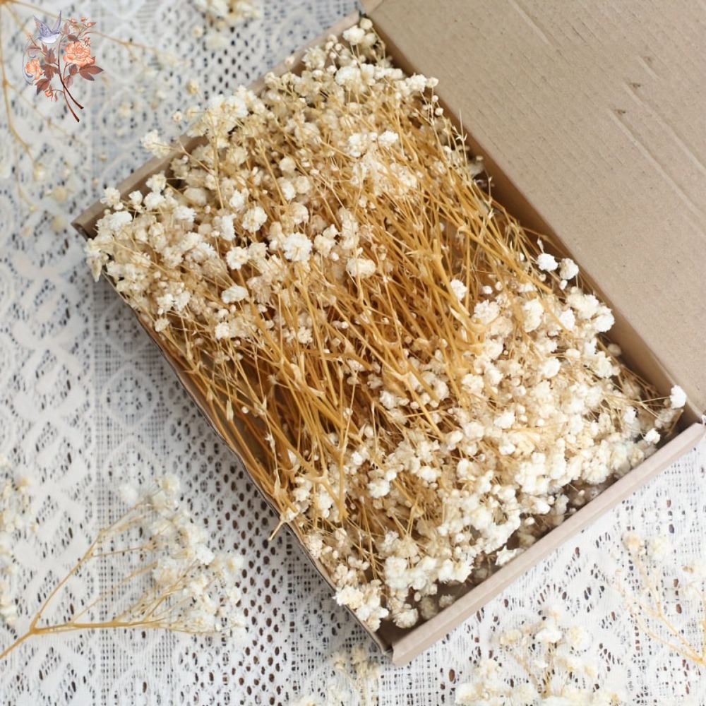 100pcs Mini Dried Baby's Breat - огляд і ціна Resin Craft Ideas